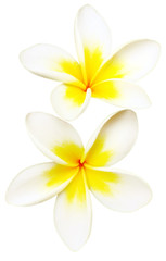 Naklejka premium Frangipani (Plumeria)