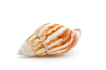 Seashell