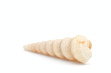 Seashell