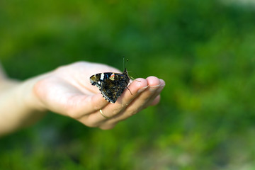 Butterfly on hand