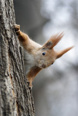 mammal 4