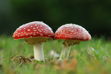Two toadstools or fly agaric mushrooms