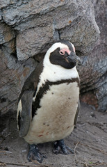 Naklejka premium Brillenpinguin, Südafrika