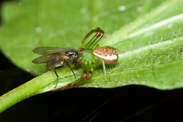 Crab spider (Diaea dorsata) eating fly - Powered by Adobe
