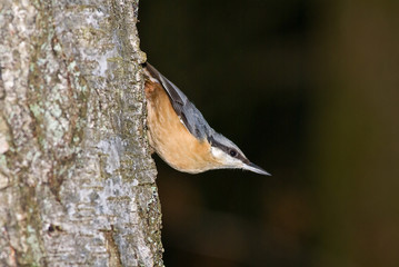 Nuthatch