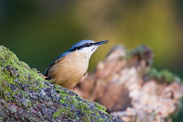 Nuthatch