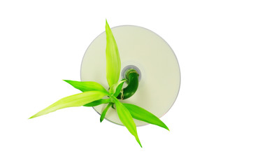 Bamboo sprout growing through CD, isolated on white