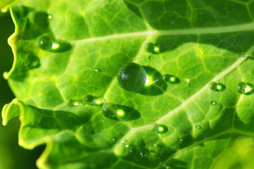 Water drops in the green leaf.