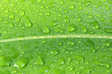 gouttes d'eau sur feuillage