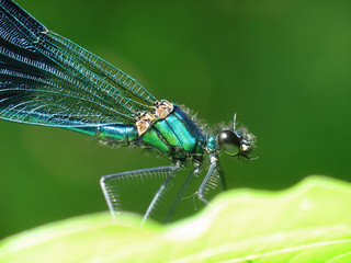 Dragonfly - portrait