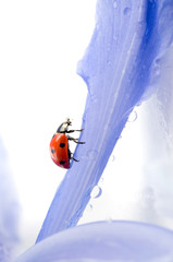 flower petal with lady bug