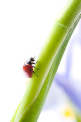 flower petal with lady bug