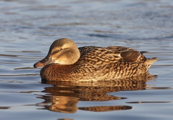 Duck in the water