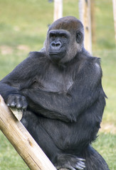 gorilla gorilla