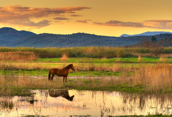Horse in landscape