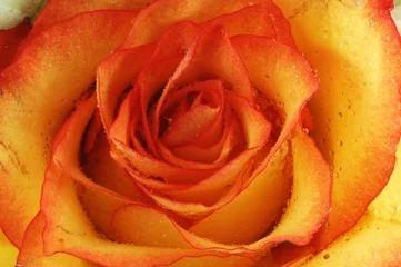 Photo sur Plexiglas Macro des roses