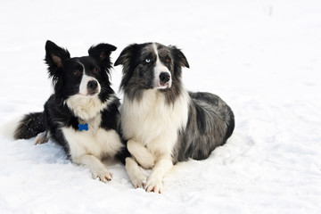Border collie couple