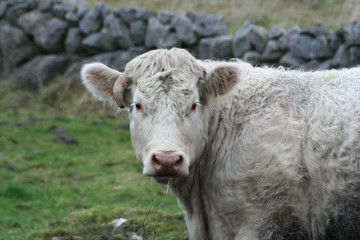 Naklejka premium IMG_3157 vache