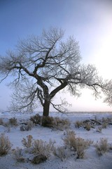 Wintery Cottonwood