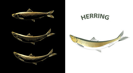 Herring