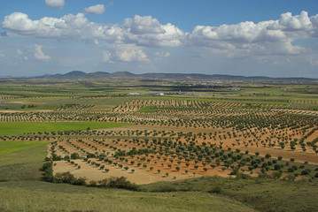Fototapeta na wymiar Olivenhain - olive grove 09