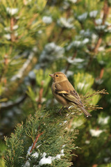 pinson femelle branche