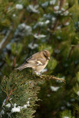 pinson femelle branche