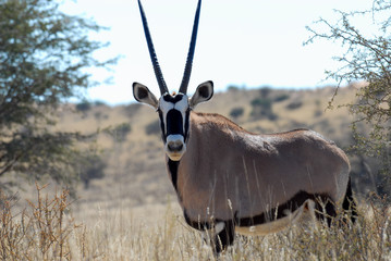 Oryx