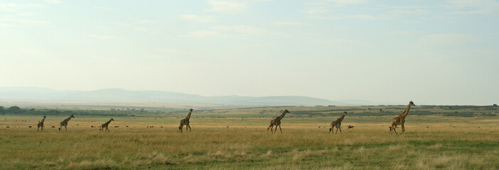 Giraffe (Giraffa camelopardalis), Masai Mara Game Reserve, Kenya