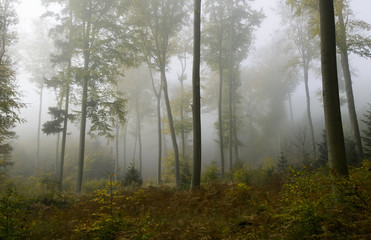 Obraz premium forêt