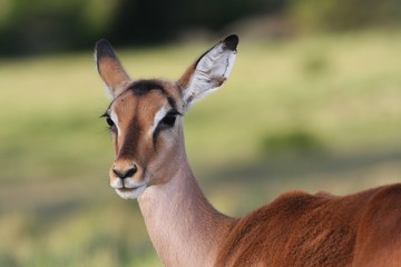 Naklejka na ściany i meble Impala Antelope Ewe