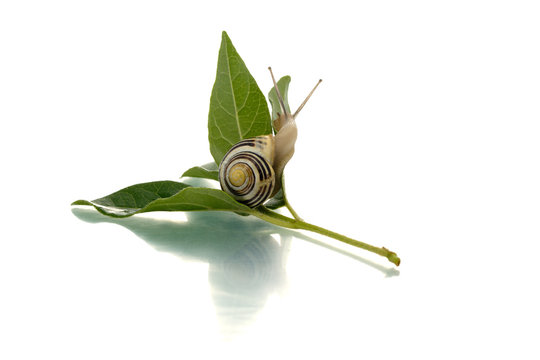 Snail on a green leaf looking backward
