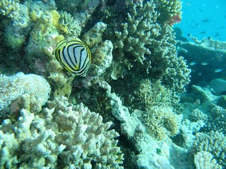 Naklejka na ściany i meble Poisson tropicaux dans les coraux