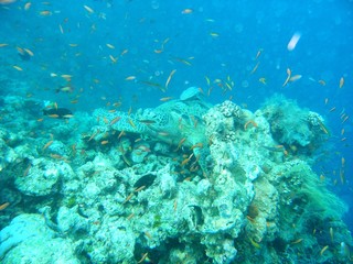 Naklejka na ściany i meble tortue marine dans corail