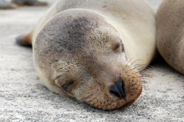 Young Galapagos Sea Lion