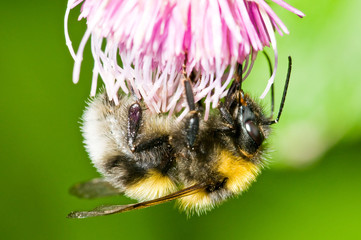 Bumblebee (Bombus) on flower