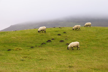 Hill Sheep