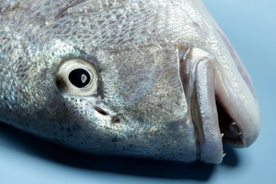 Denton, Mediterranean sparus fish, gilthead, snapper