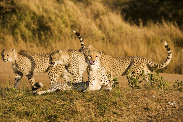Four Cheetah On Safari © searagen