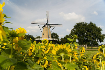 Windmill In Holland