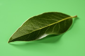 Laurel leaf over green studio background