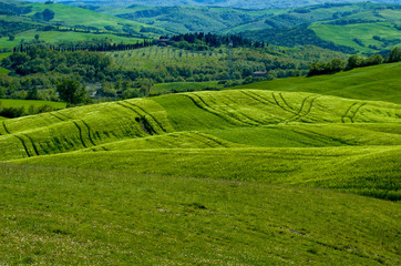 Obraz premium Green fields of wheat
