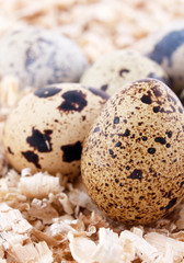 Obraz premium quail eggs