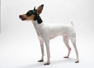 Fox Terrier