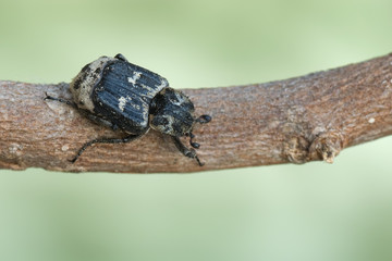 Stolperkäfer auf einem Ast