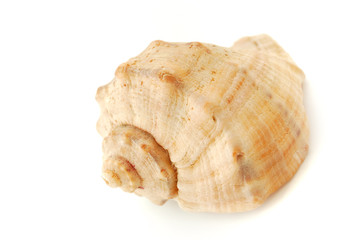 sea shell