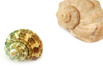 sea shells