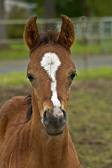 Curious baby chestnut foal with white markings