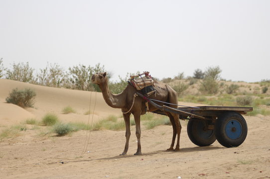 camel
