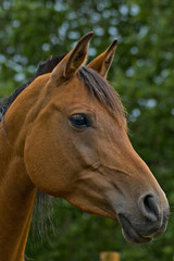 Bay horse in profile